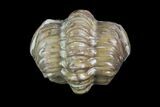 Bargain, Enrolled Kainops Trilobites - Oklahoma #95927-1